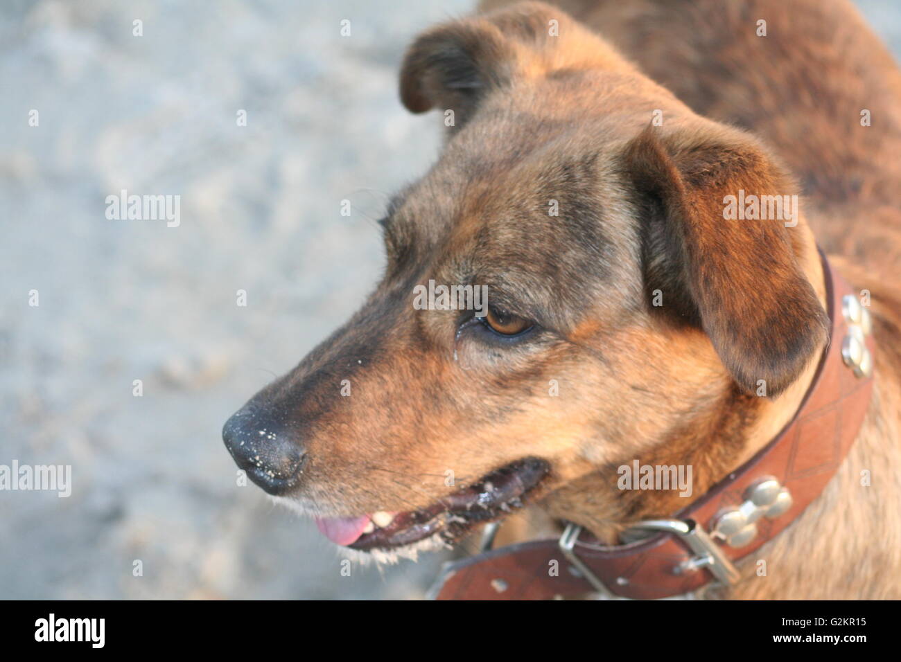 Mixed breed brown dog at the beach Stock Photo