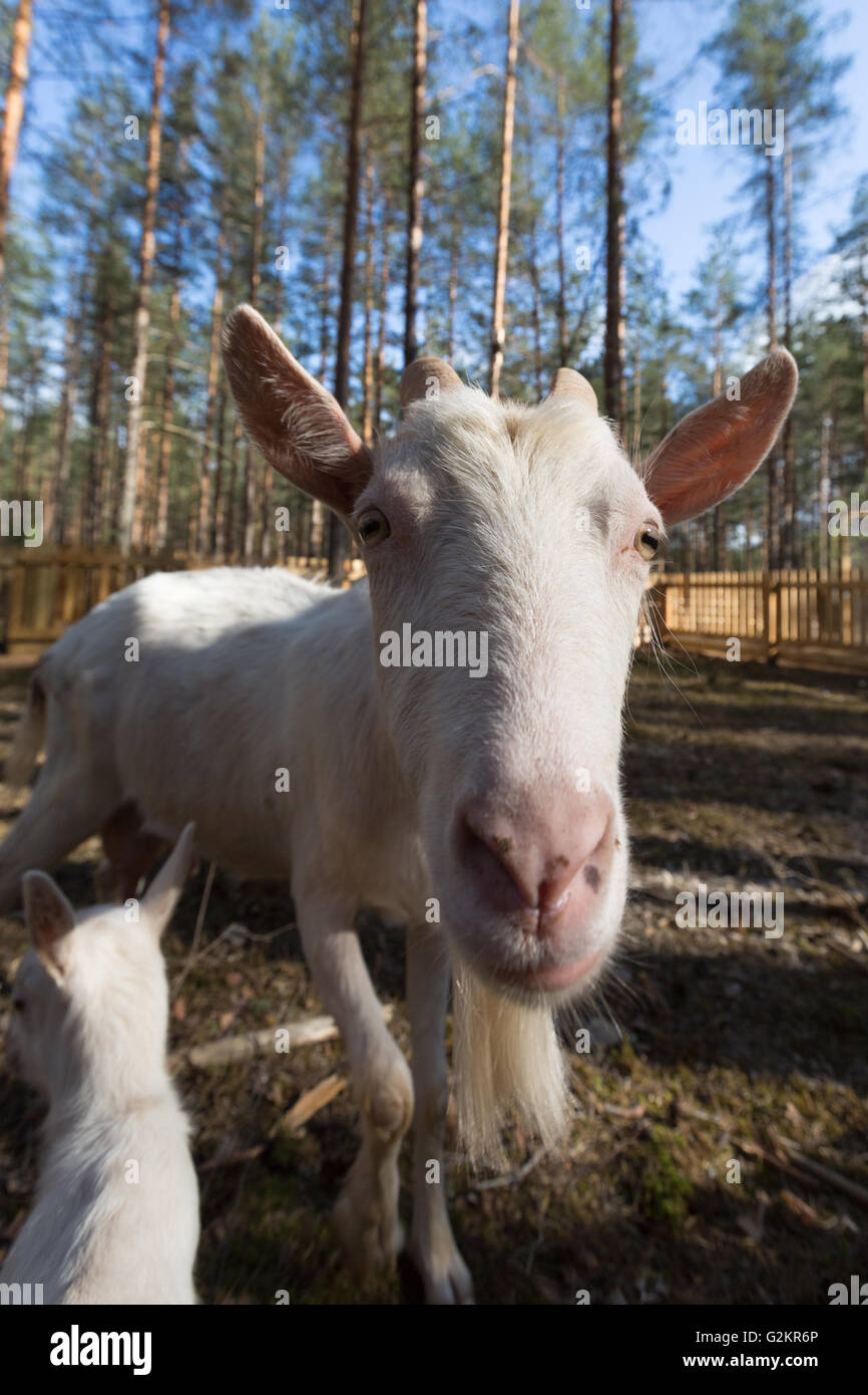 Mother goat and her kid. Stock Photo