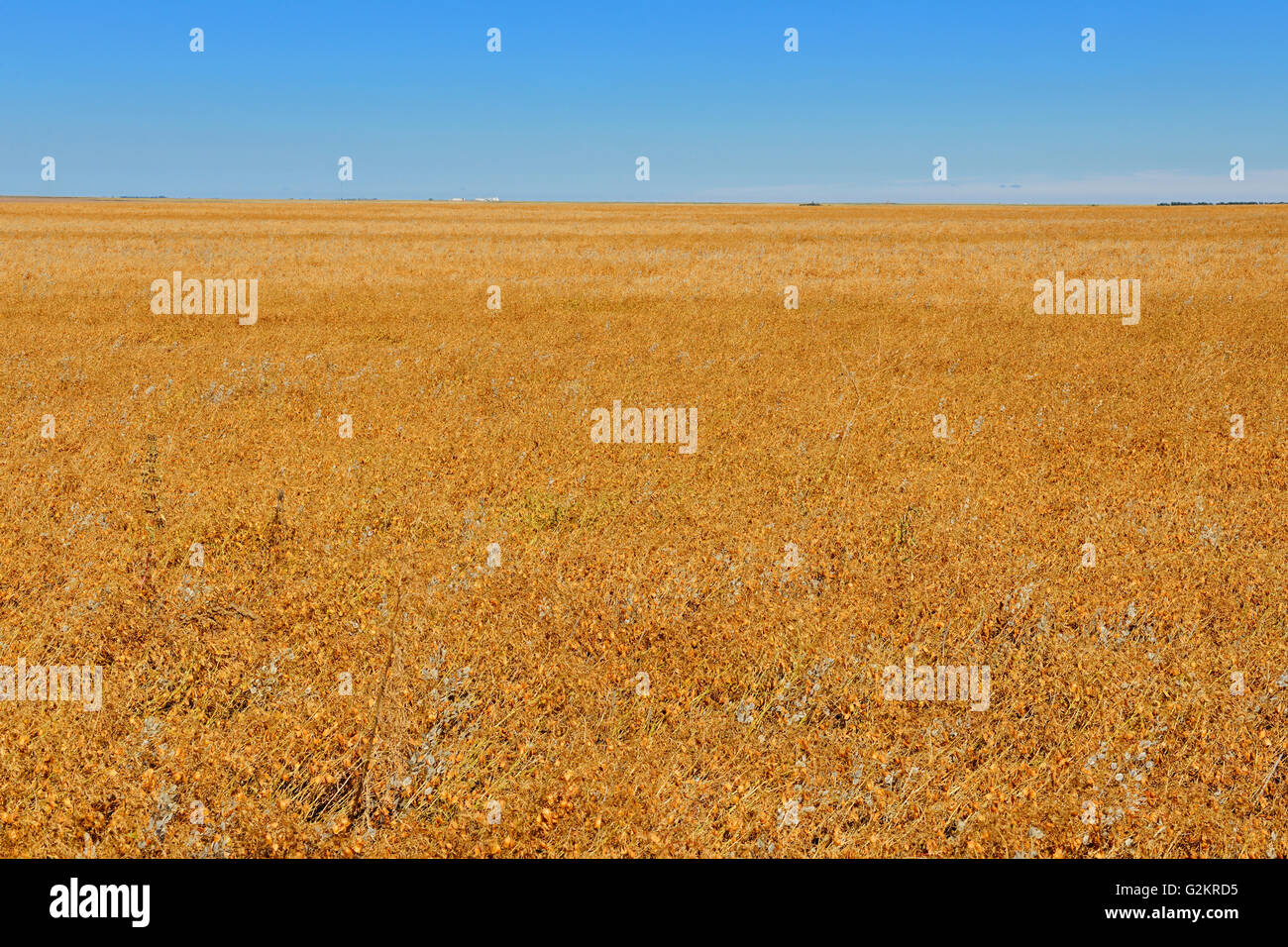Lentils. Yellow Swift Current Saskatchewan Canada Stock Photo