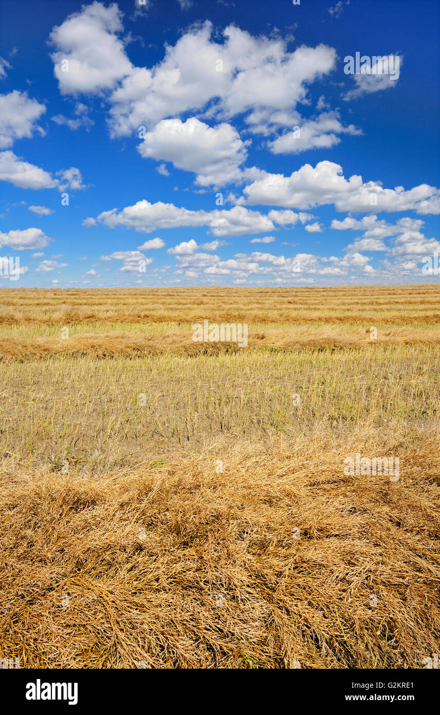 Mustard crop  Saskatchewan Canada Stock Photo