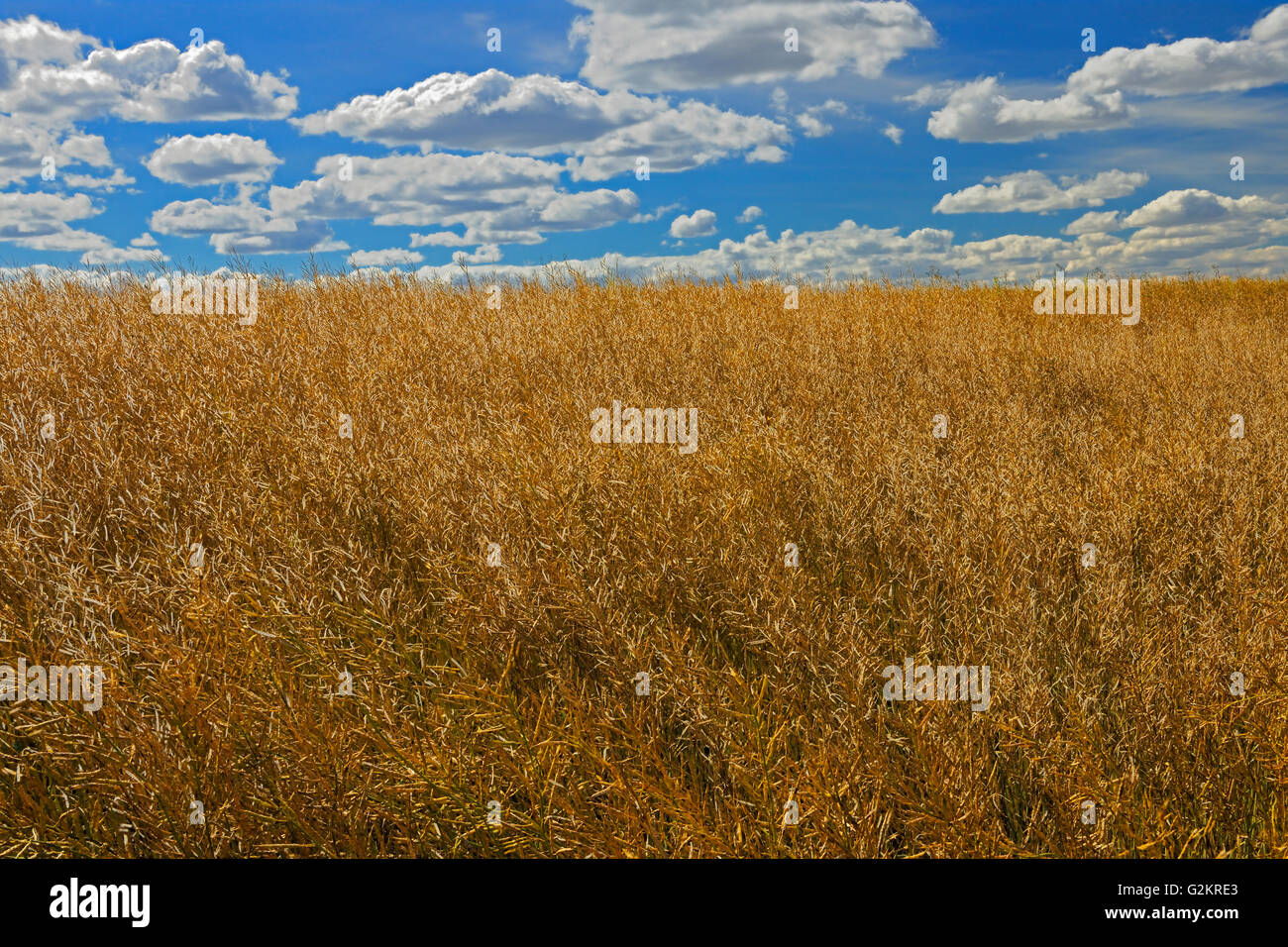 Crop of mustard hires stock photography and images Alamy