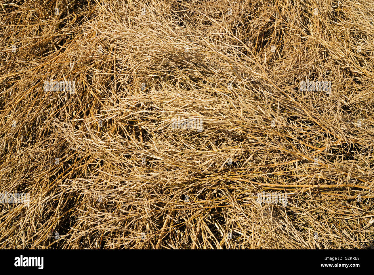 Mustard and crop hires stock photography and images Alamy