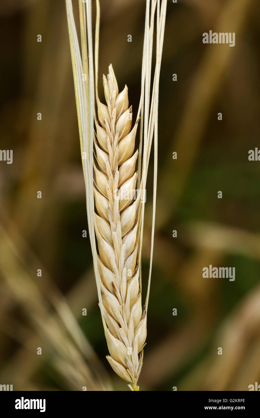 2 Row Barley closeup Yorkton Saskatchewan Canada Stock Photo