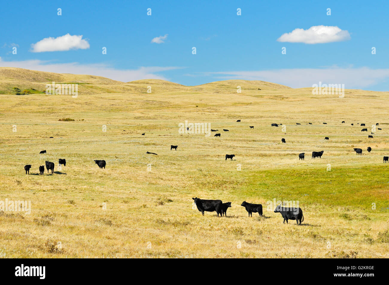 Cattle. Black angus Maple Creek Saskatchewan Canada Stock Photo - Alamy