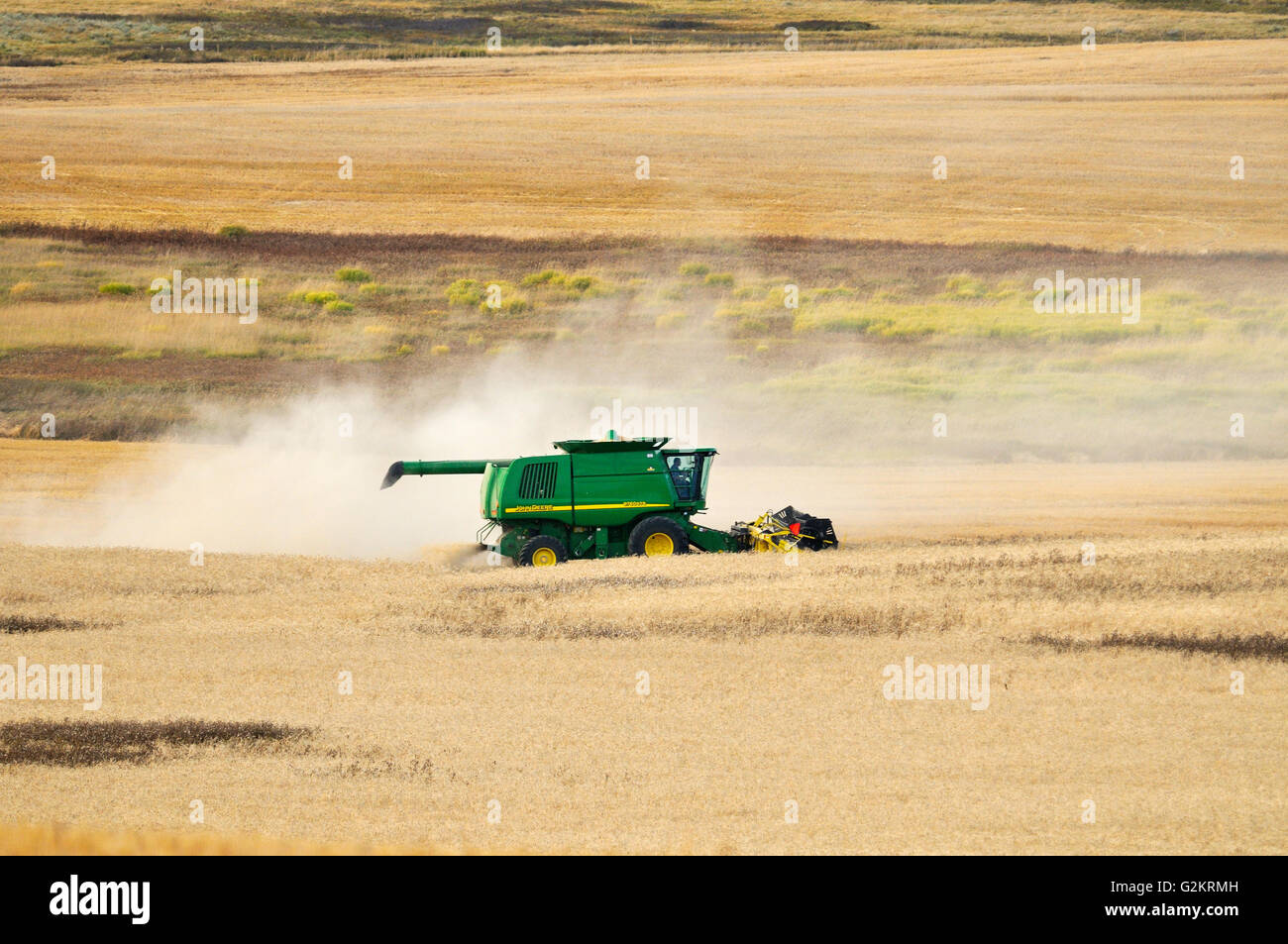 Combine harvesting duram wheat Carmichael Saskatchewan Canada Stock
