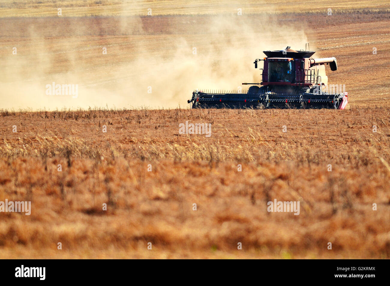 Combining lentils near Abermathy Saskatchewan Canada Stock Photo
