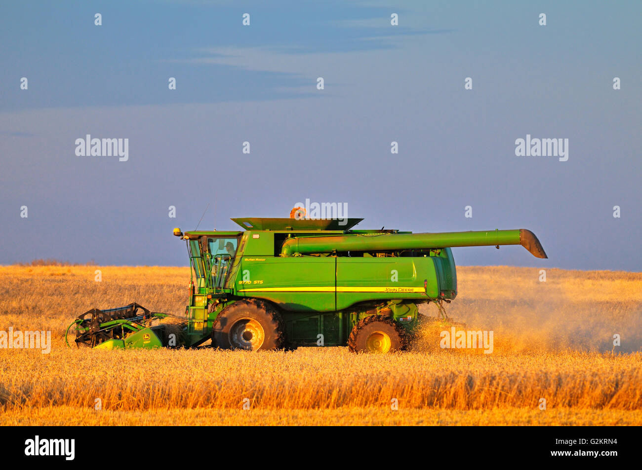Combining wheat Tuxford Saskatchewan Canada Stock Photo
