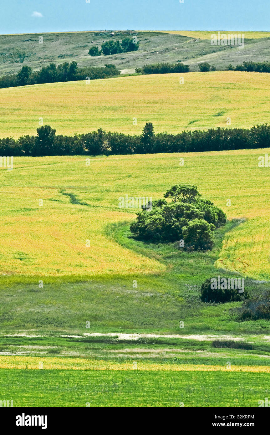 farmland and peas Minton Saskatchewan Canada Stock Photo Alamy