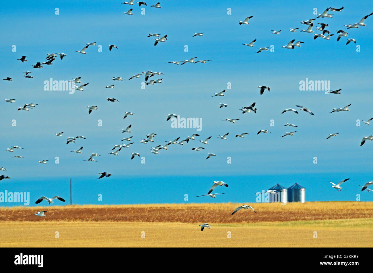 Snow geese and grain bins in autumn Beechy Saskatchewan Canada Stock Photo