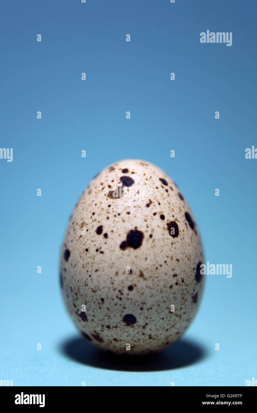 Speckled Quail Egg on Cyan Stock Photo