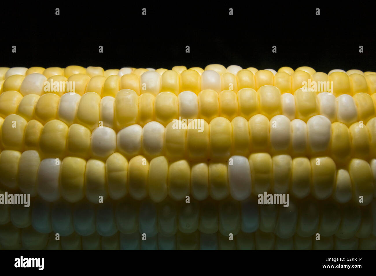 Corn on the Cob in Dramatic Light Stock Photo
