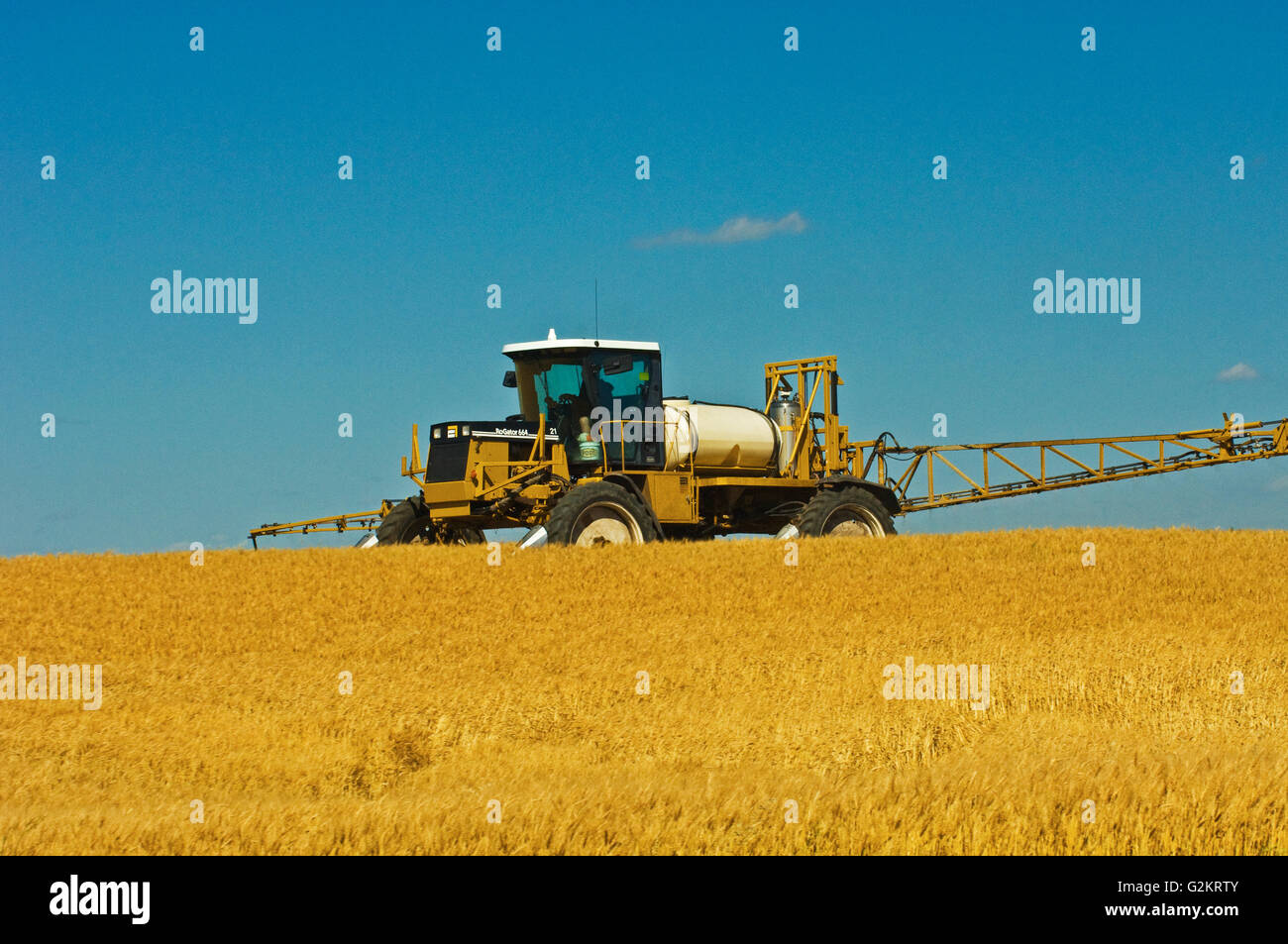 applying herbicide (Roundup1) on Wheat var. Superb  Fairlight Saskatchewan Canada Stock Photo
