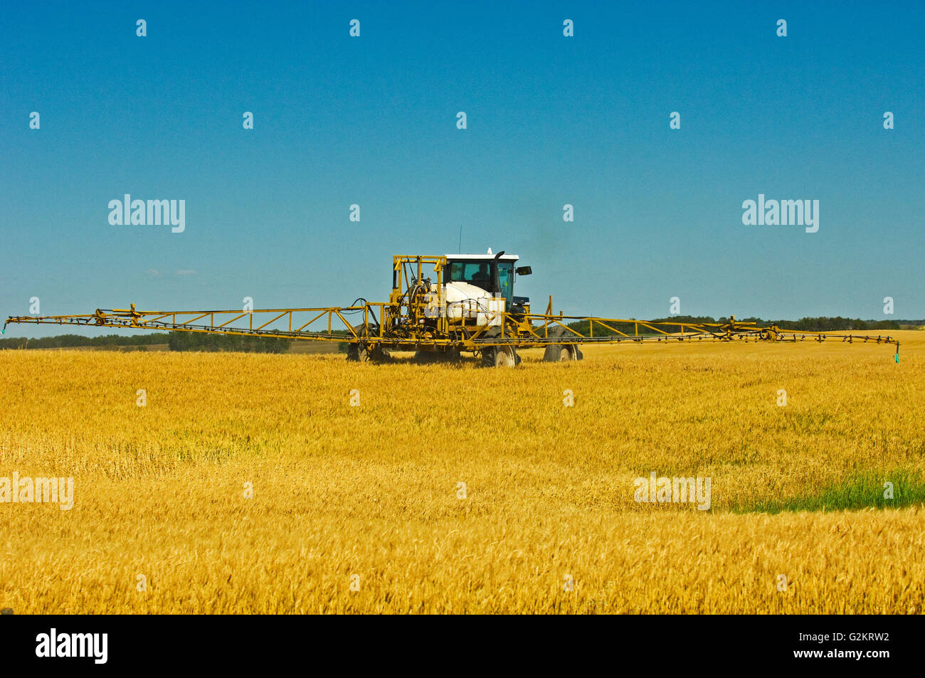 applying herbicide (Roundup1) on Wheat var. Superb Fairlight Saskatchewan Canada Stock Photo
