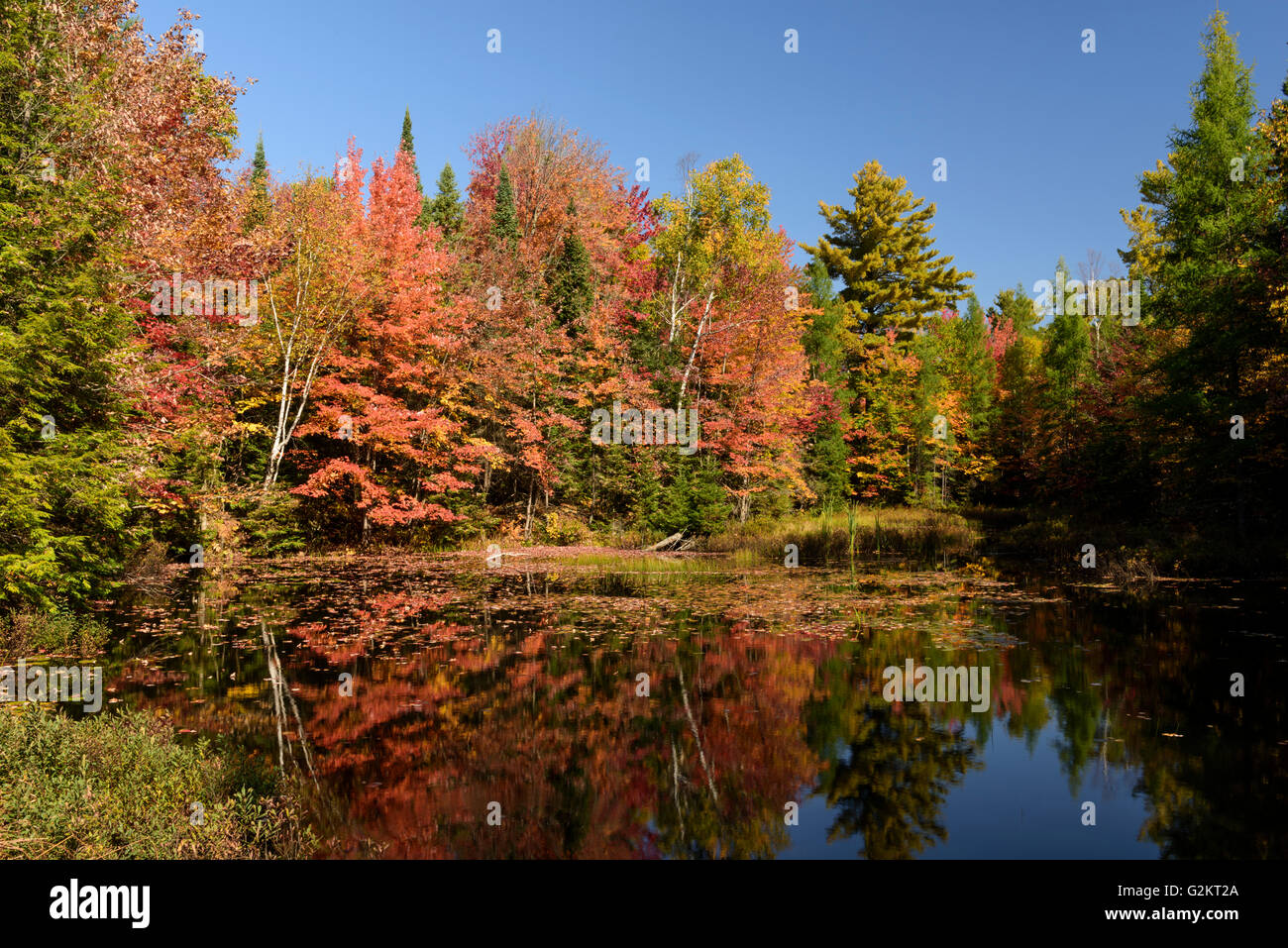 Hardwood forest hires stock photography and images Alamy