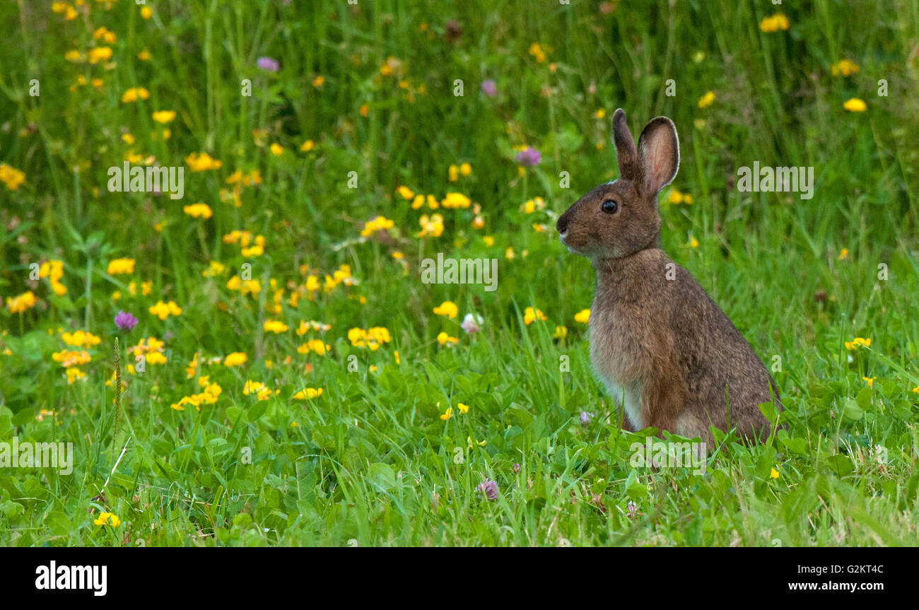 Snowshoe hare or varying hare standing in summer grasses, (Lepus