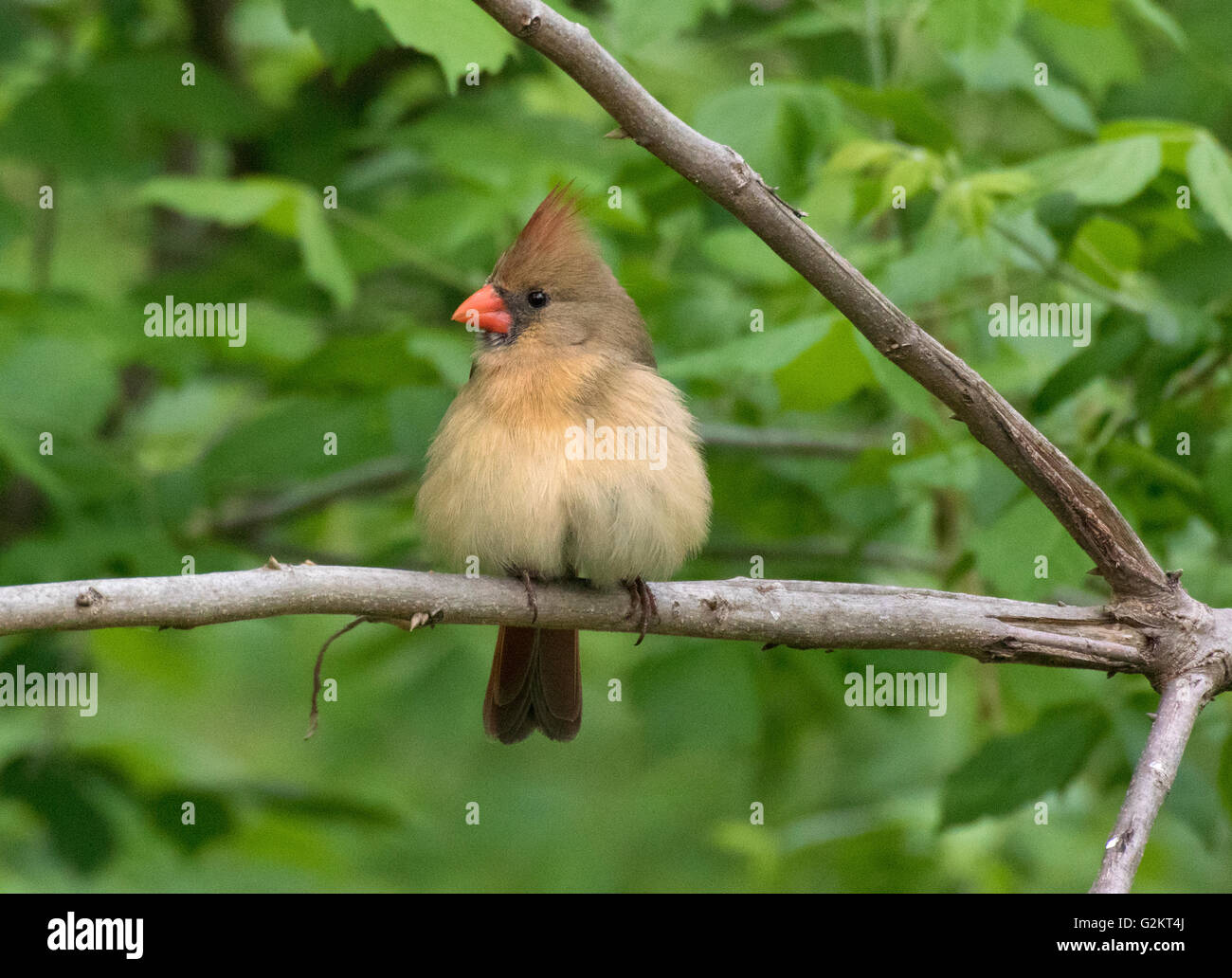 Cartoon cardinal hi-res stock photography and images - Alamy