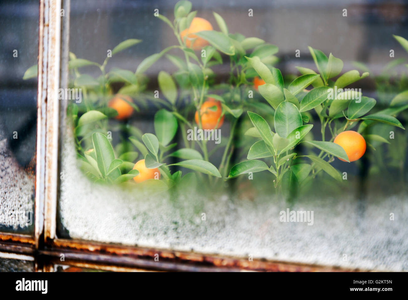 Calamondin Orange Tree Viewed Through Frosty Window Stock Photo