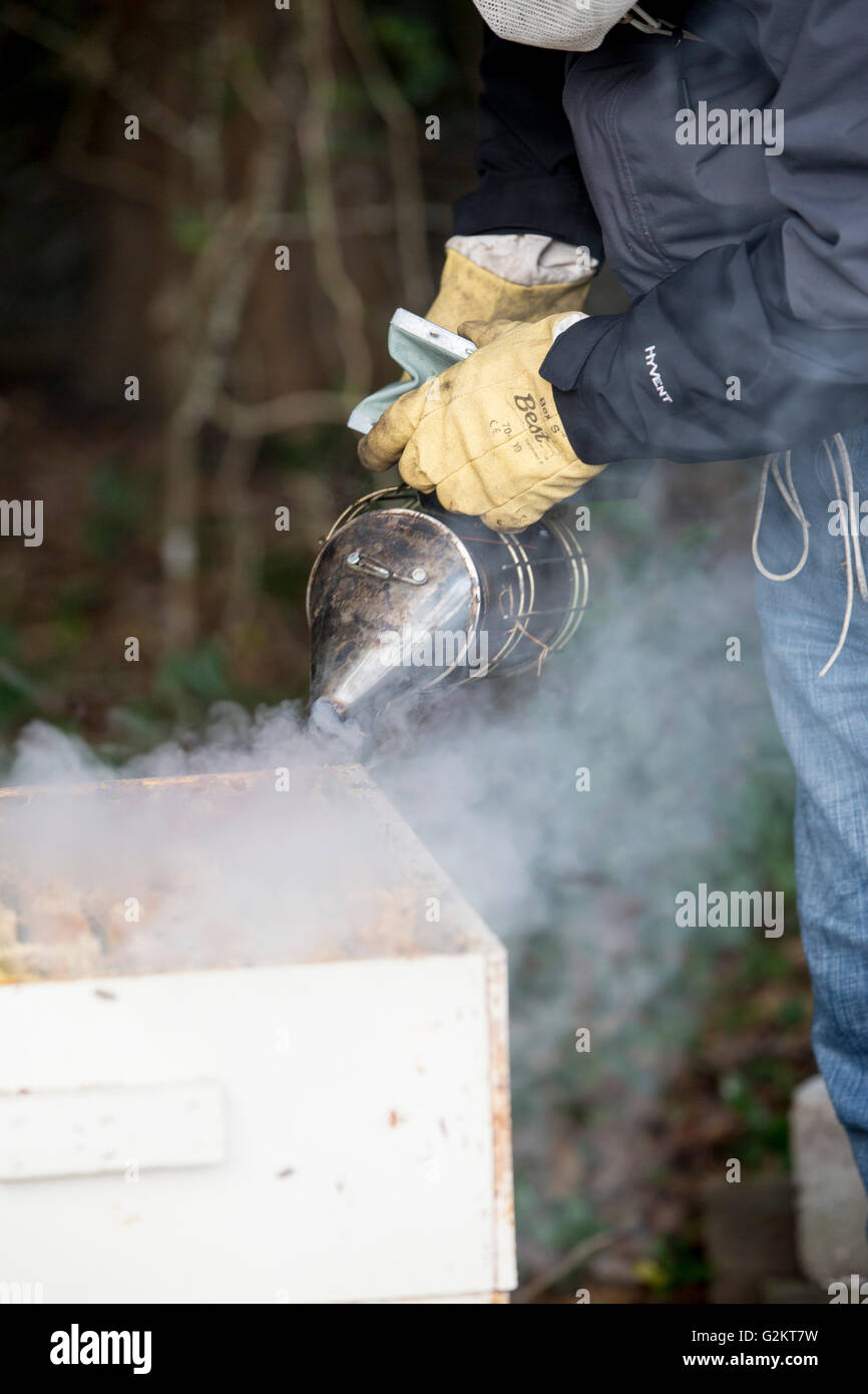 Beekeeper Smoking Beehive Stock Photo