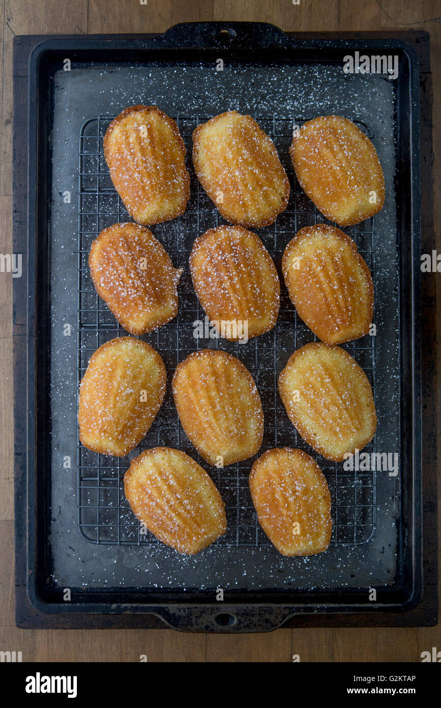 Tray of Madeleine Sponge Cakes Sprinkled with Sugar Stock Photo