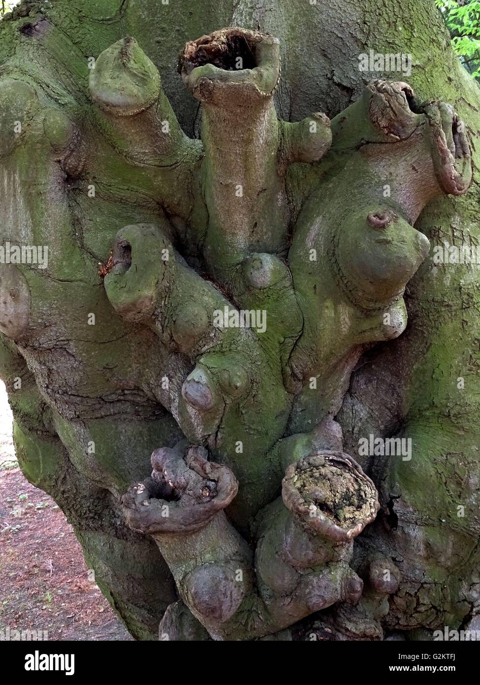 The Bewitched Men in the Beech - Tree Photo  05/02/2016 lat.  Fagus sylvatica var. Suentelensis Schelle | usage worldwide Stock Photo