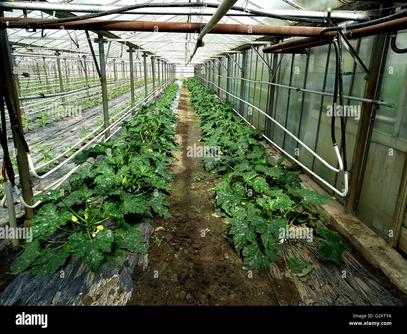 The Courgette Plants in the Line in the Farm Greenhouse Esser Photo  05/11/2016 lat. Cucurbita pepo subsp. pepo convar. giromontiina | usage worldwide Stock Photo