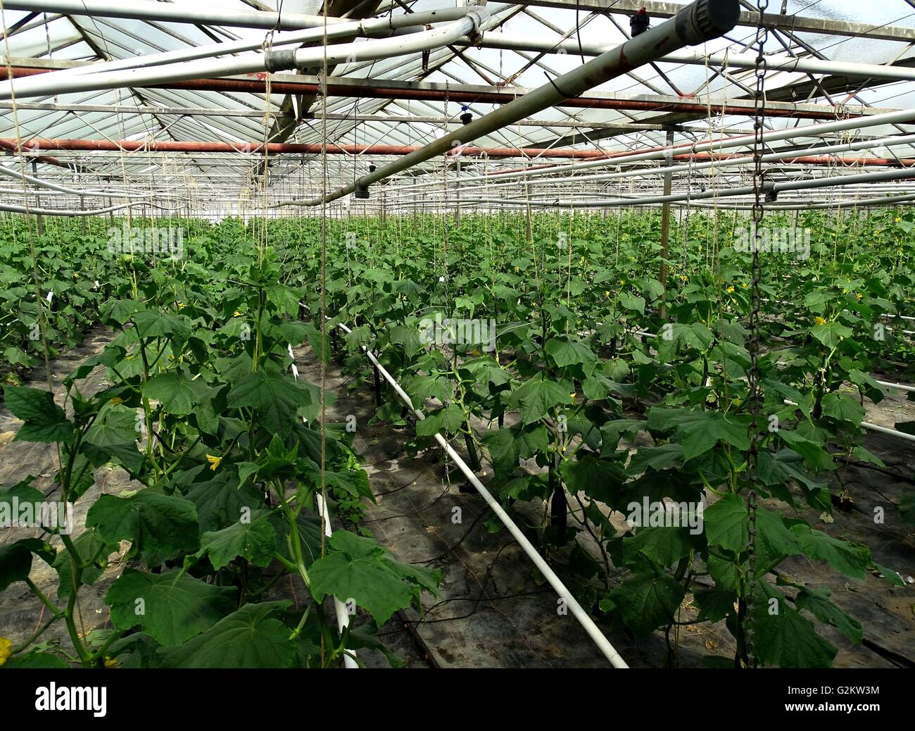 The Cucumber Plants in the Farming Greenhouse Esser Photo 05/11/2016