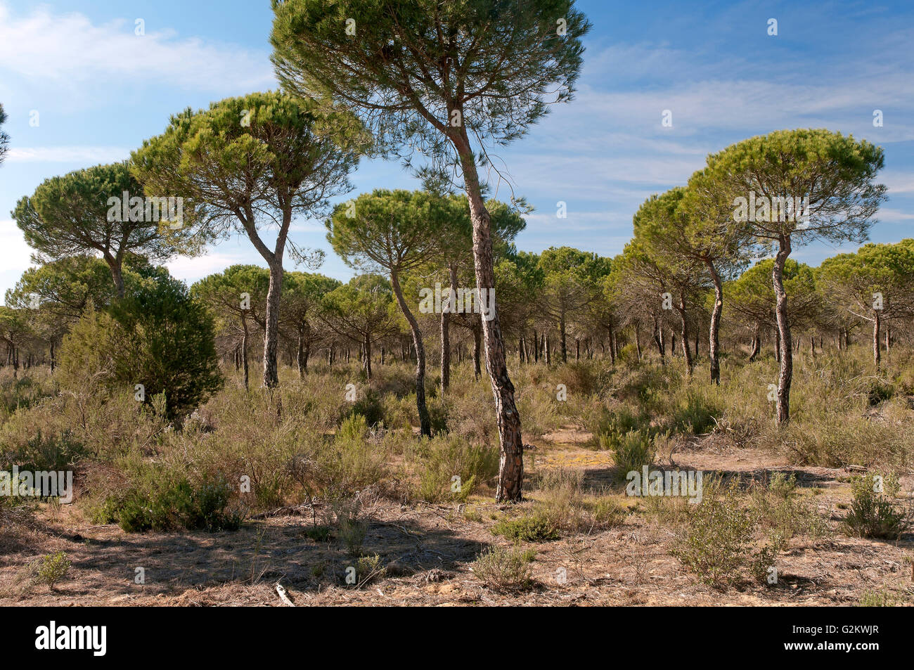 Pine forest in Donana National Park, Huelva, Region of Andalusia, Spain, Europe Stock Photo