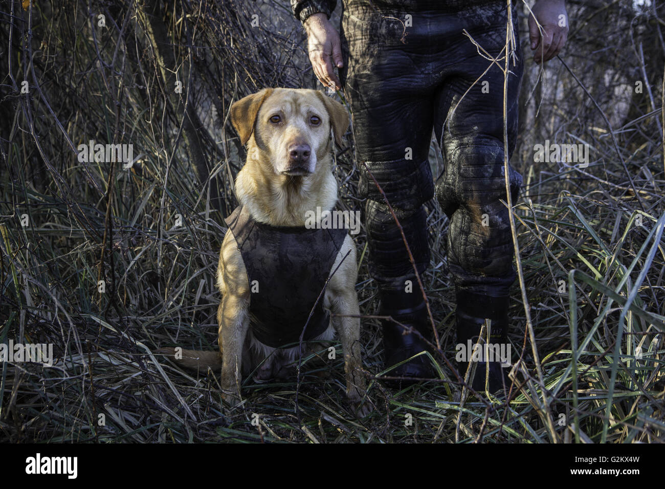 Yellow lab duck best sale hunting