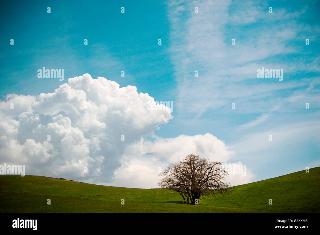 Lone Tree in Field Stock Photo - Alamy