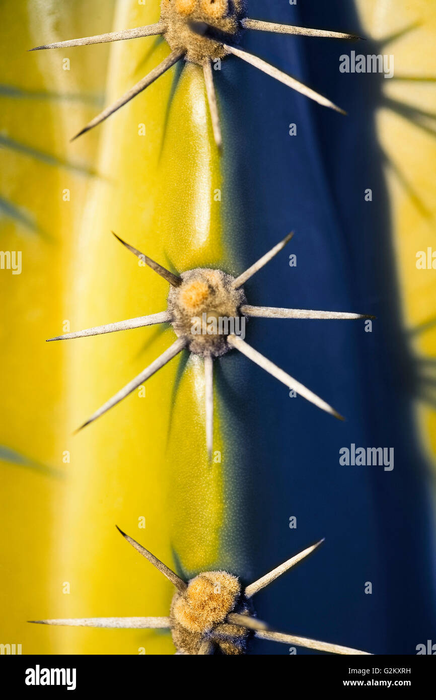 Cactus Needles High Resolution Stock Photography and Images Alamy