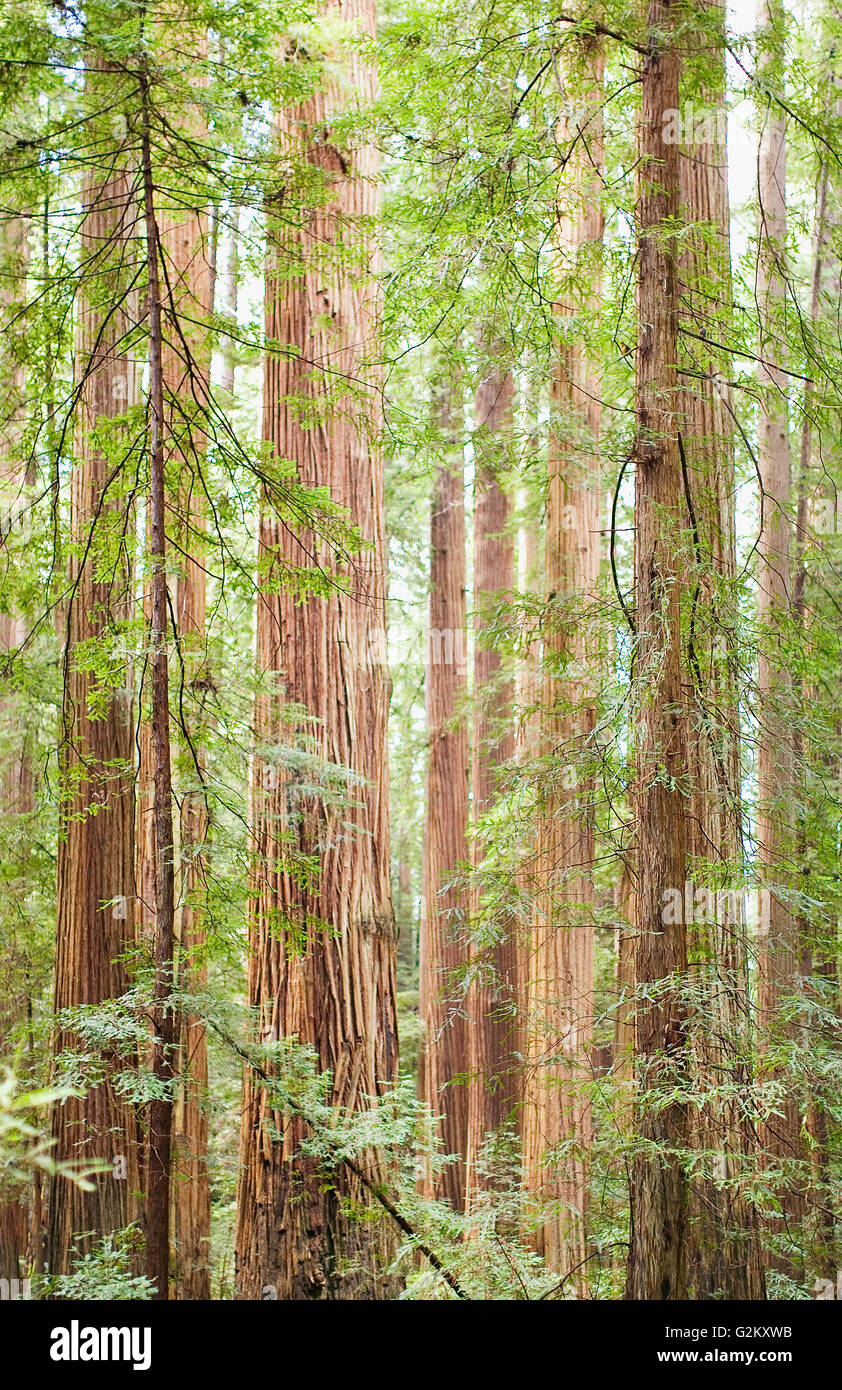 Redwood Trees, Northern California, USA Stock Photo Alamy