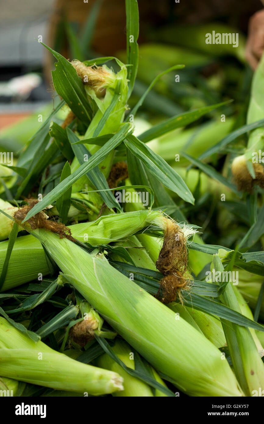 Corn husks pile hires stock photography and images Alamy