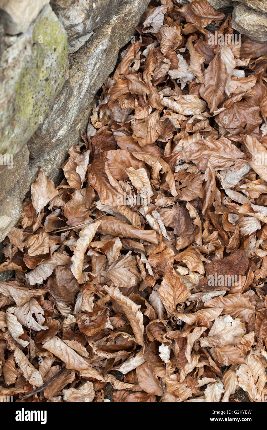 Dried beech leaves swept up against a wall  England, UK Stock Photo