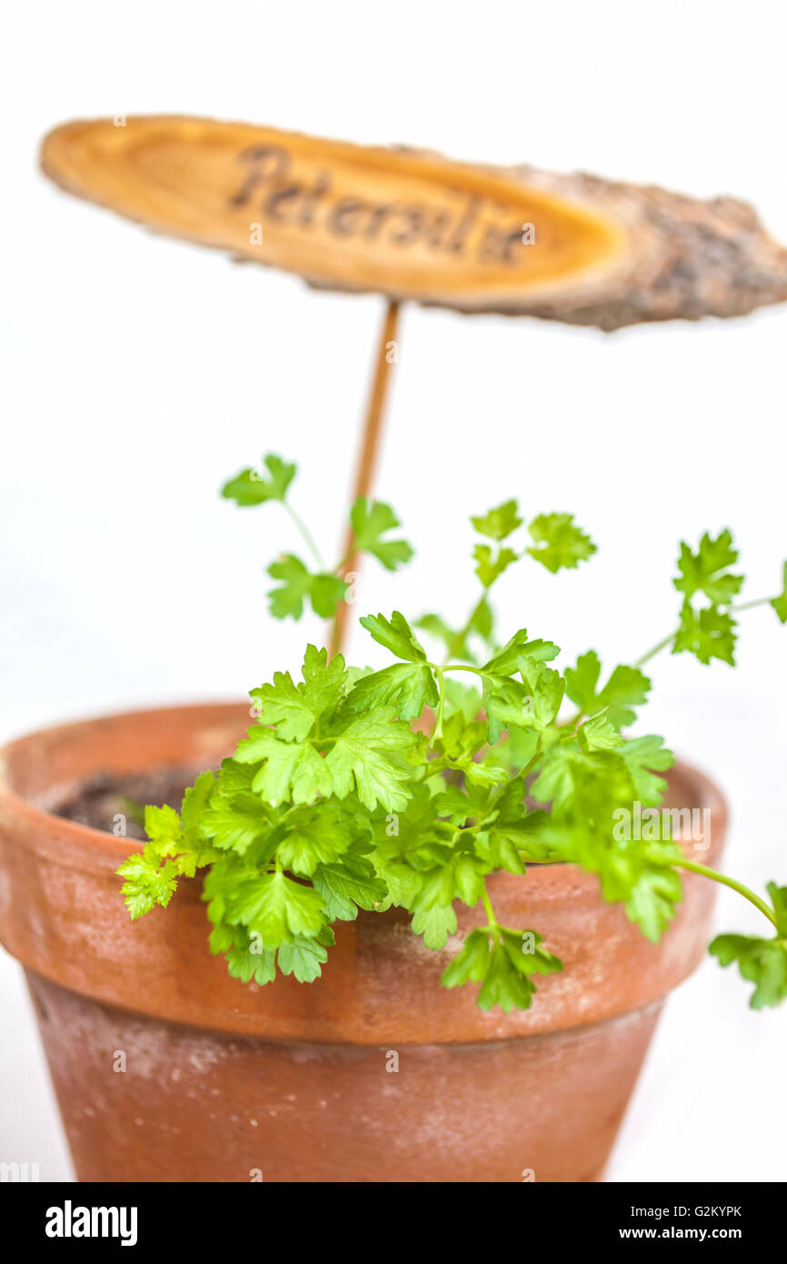 Flowerpot with parsley plant and plate, isolated Stock Photo