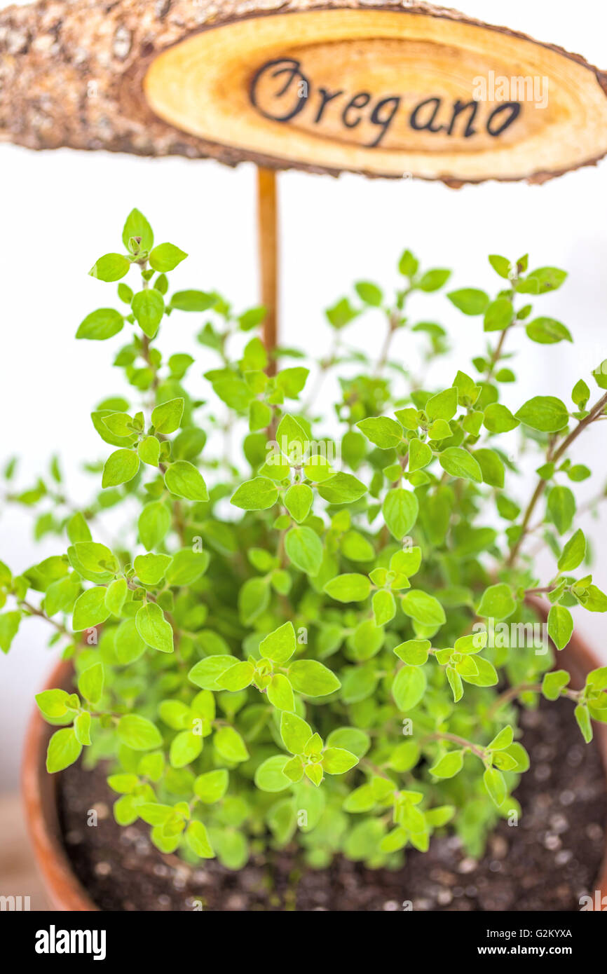 Flowerpot with oregano plant and plate hires stock photography and