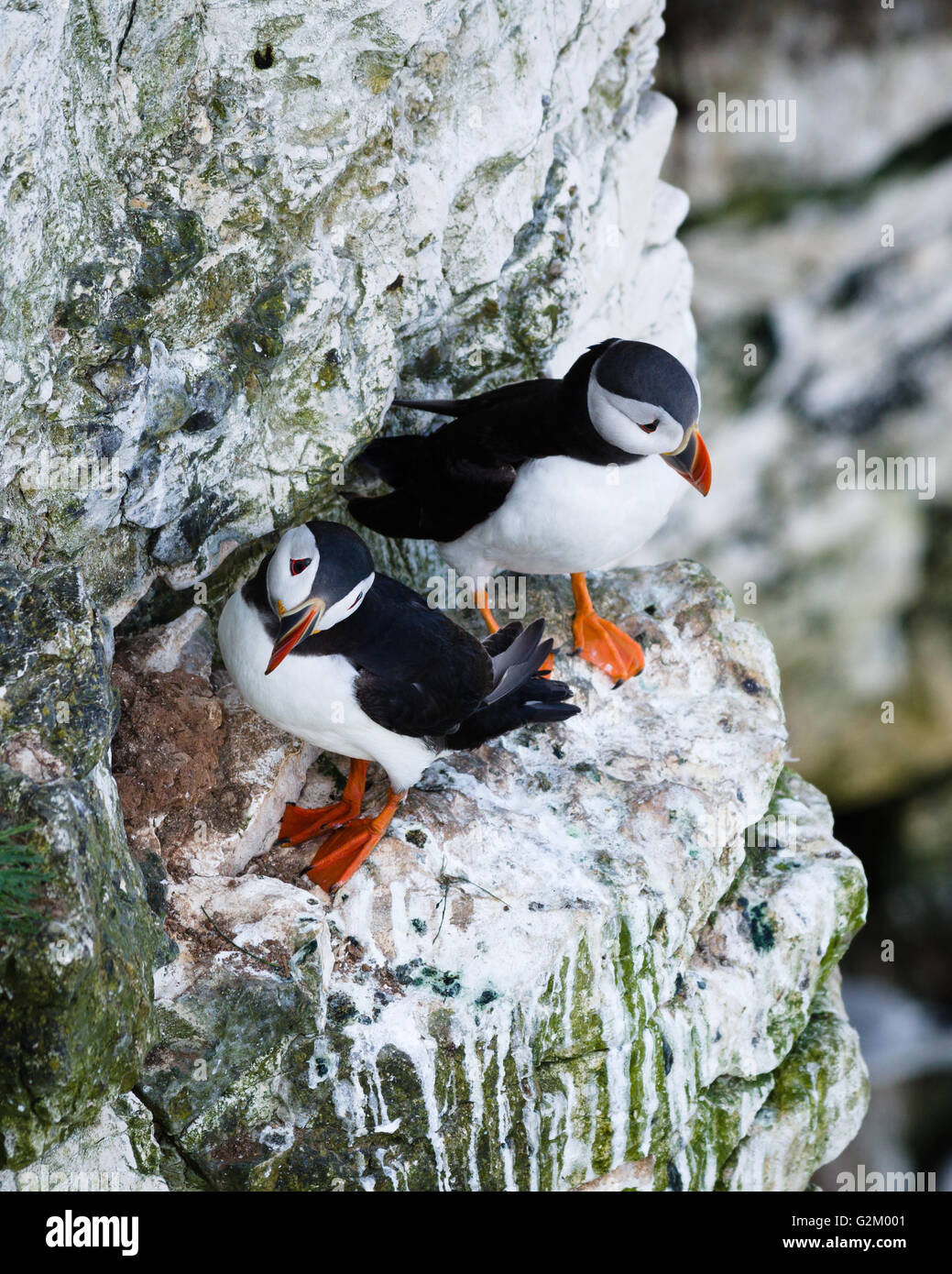 Puffins are any of three small species of alcids in the bird genus ...