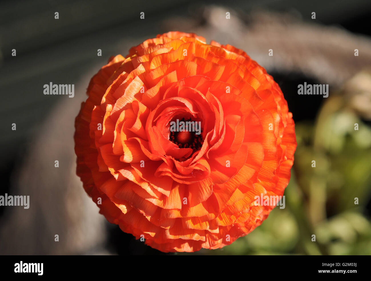 close up ranunculus flower Stock Photo - Alamy