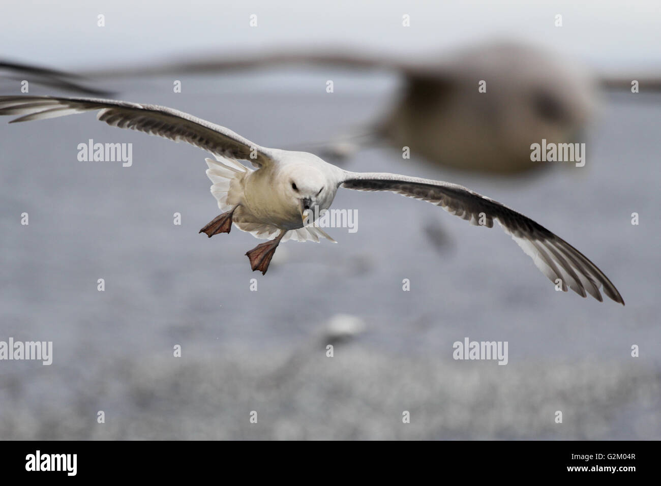 Seagull flying over the sea. Close-up. Stock Photo