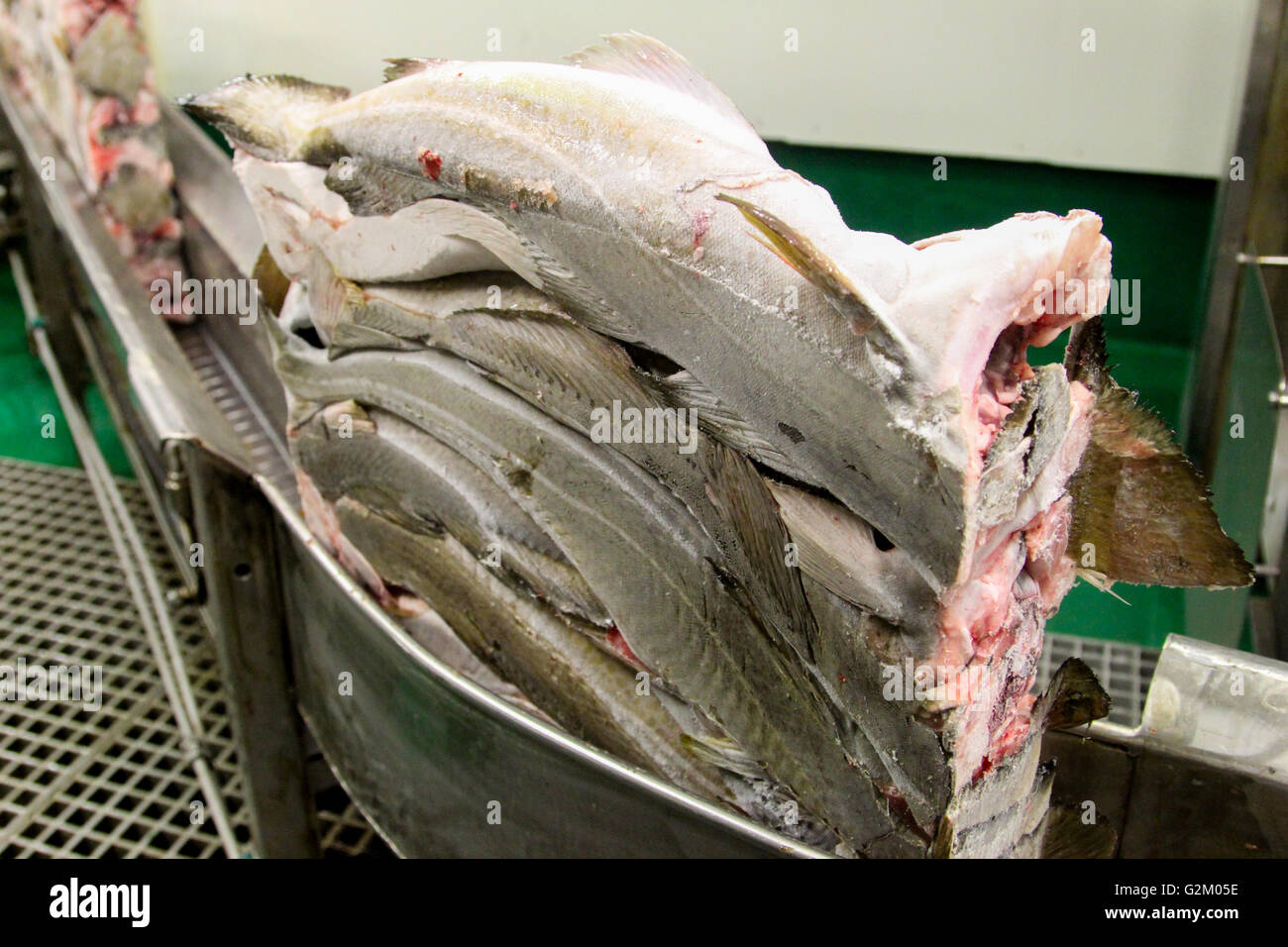 The fish is frozen and put into briquettes at factory of fishing trawler. Stock Photo
