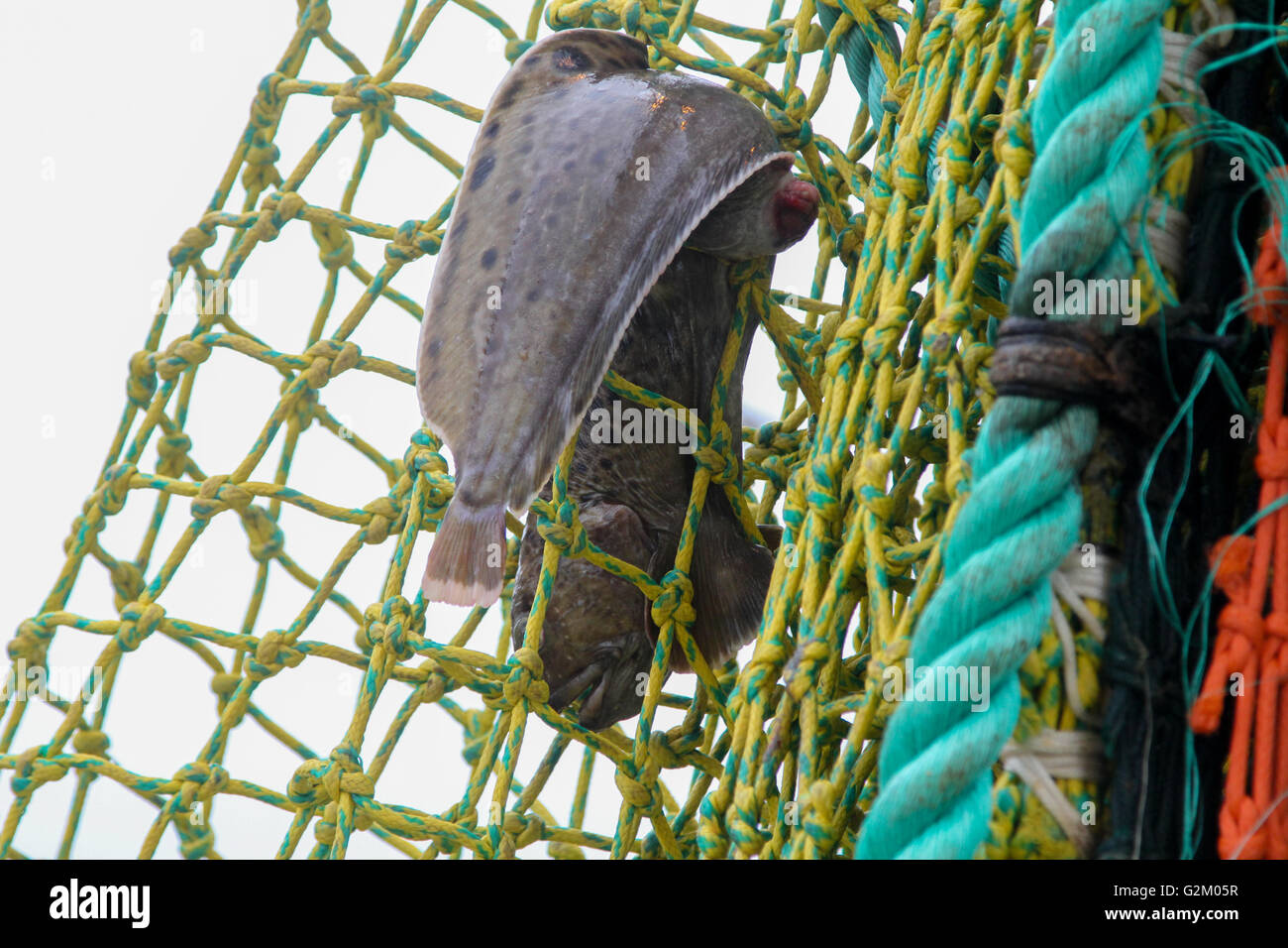 Catfish in the net Stock Photo Alamy