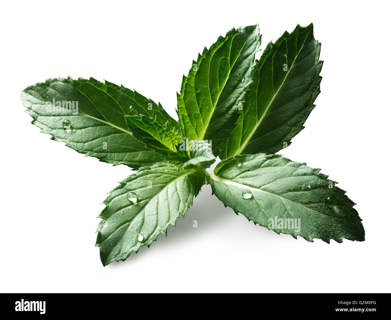 Peppermint (sweet mint, Mentha Piperita) leaves with few droplets. Bright sunlight appearance, clipping paths, infinite depth of Stock Photo