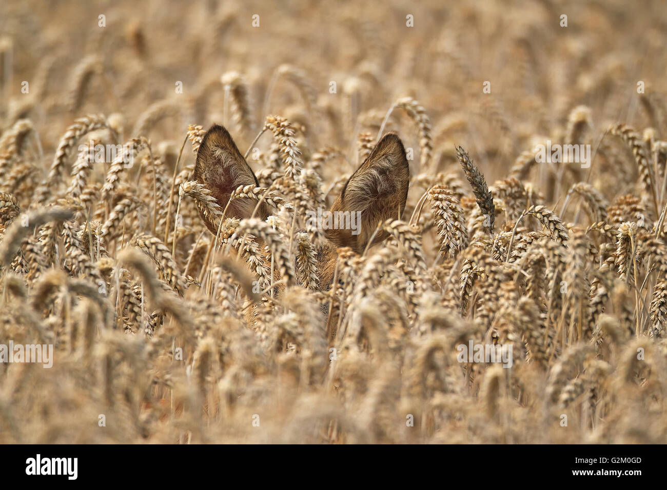 Roe Deer in cereals Stock Photo Alamy