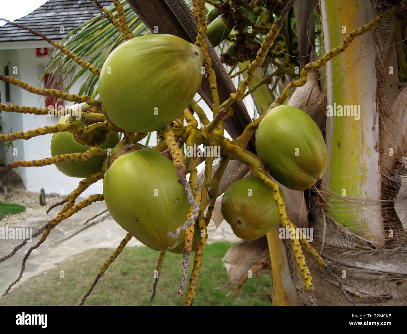 Coconut on tree ready for drinking. young coconuts,known locally as