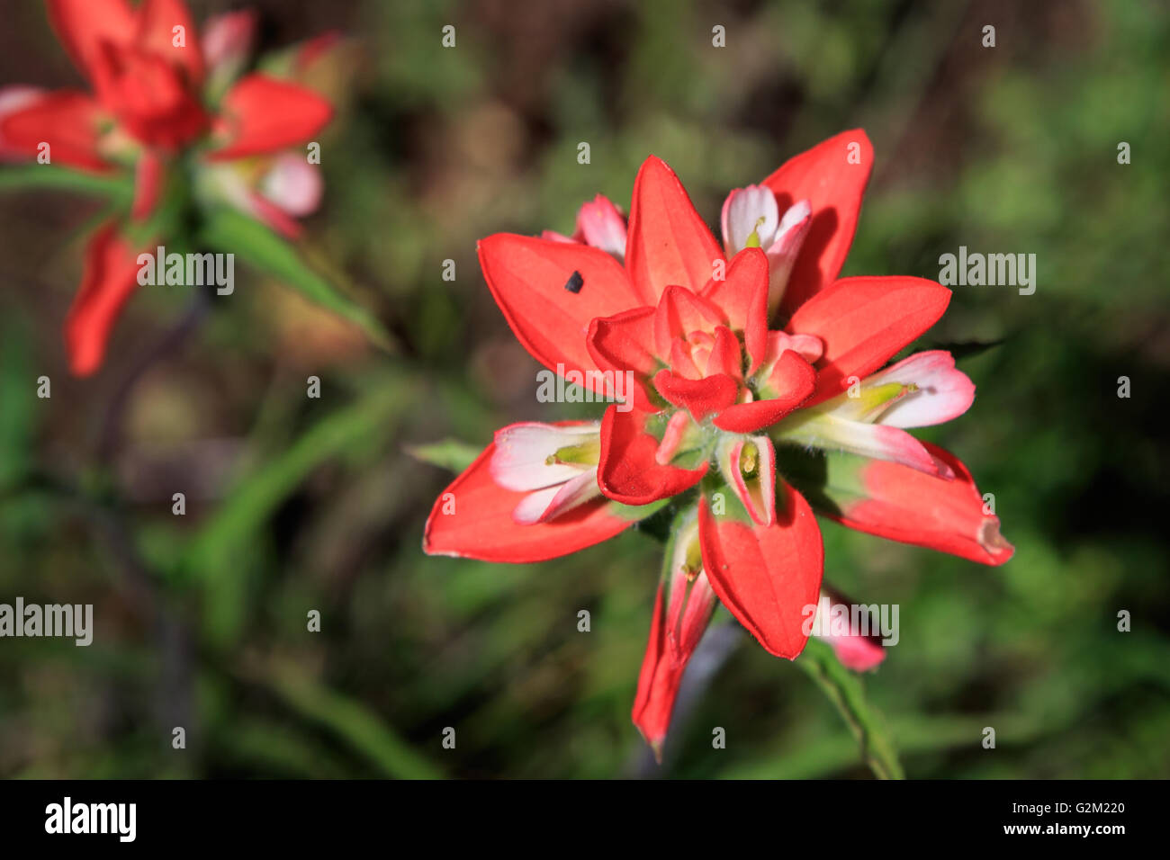 A close up of the Indian Paintbrush flower. Stock Photo