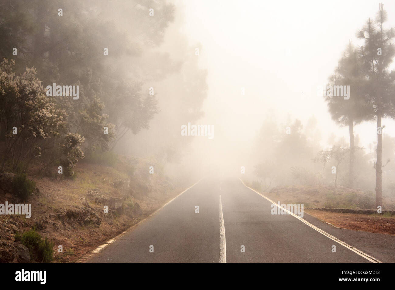 Mystic foggy forest road hi-res stock photography and images - Alamy