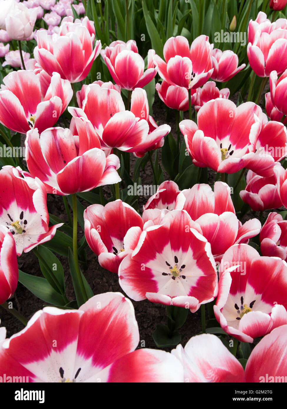 Visitors walk through and enjoy the many different flower displays at Keukenhof Gardens, Lisse, The Netherlands. Stock Photo