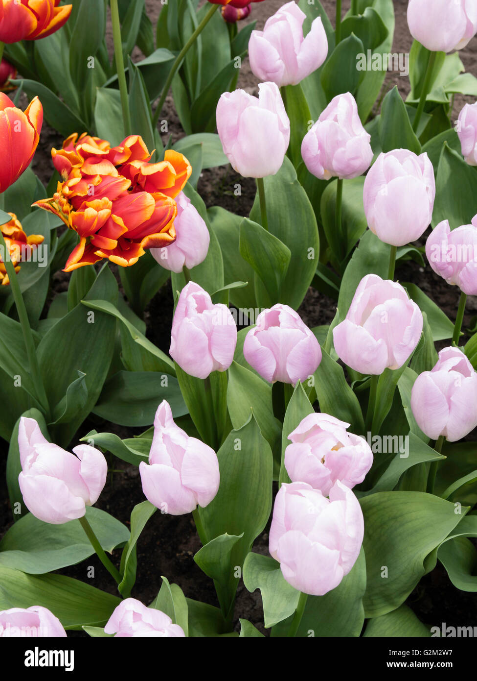 Visitors walk through and enjoy the many different flower displays at Keukenhof Gardens, Lisse, The Netherlands. Stock Photo