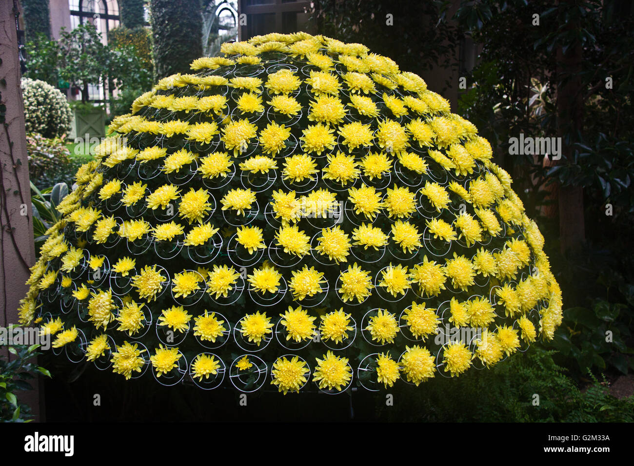 Chrysanthemum tree at Longwood Gardens in Kennett Square, Pennsylvania Stock Photo
