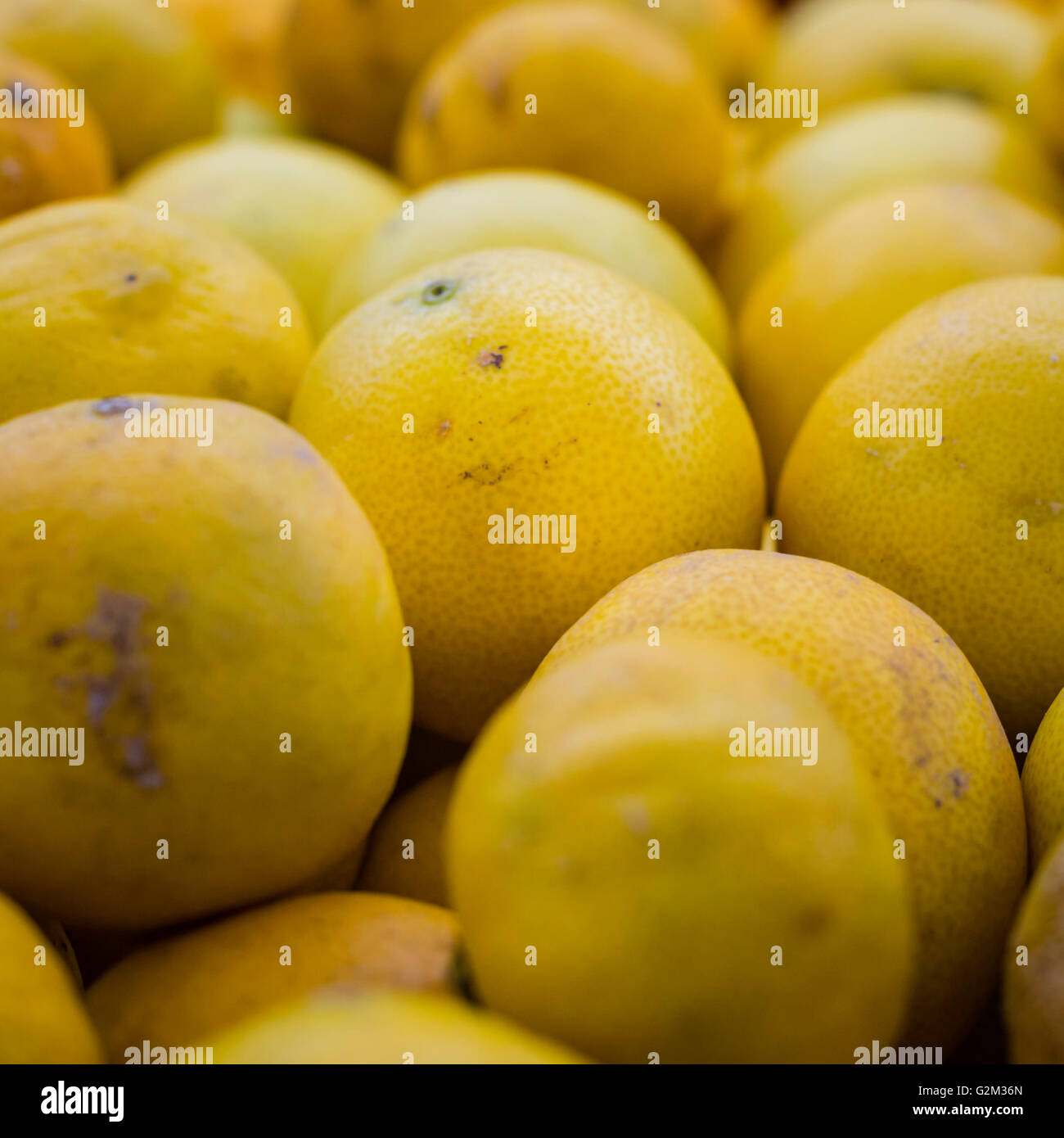 Organic Lemons at the Farmers Market bursting with fresh flavor Stock Photo