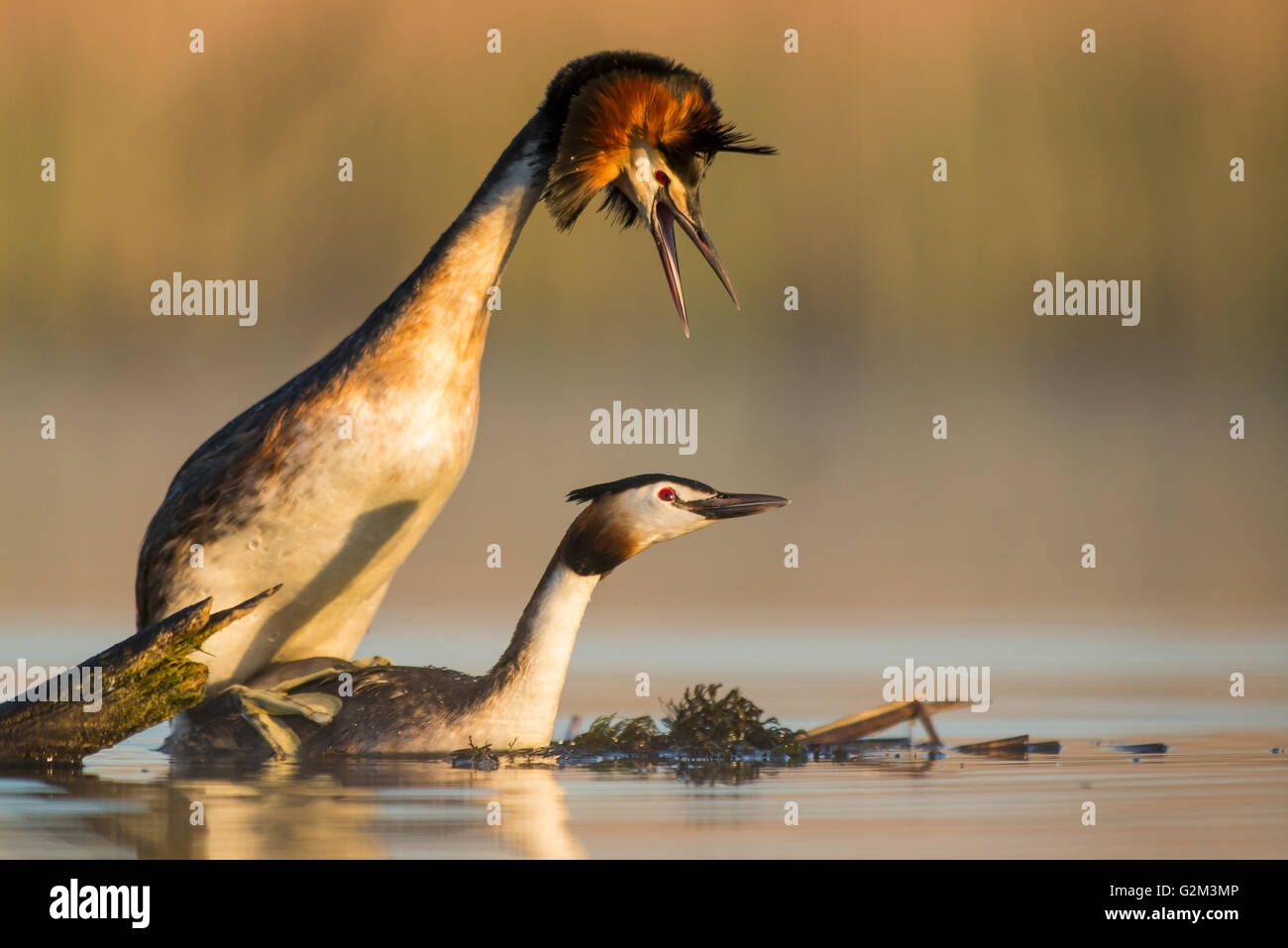 Great Crested Grebes mating on the lake Stock Photo